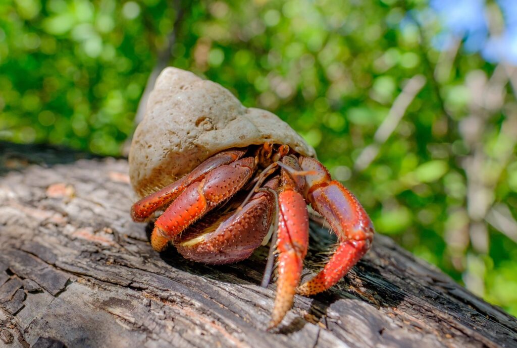 hermit crab on the tree