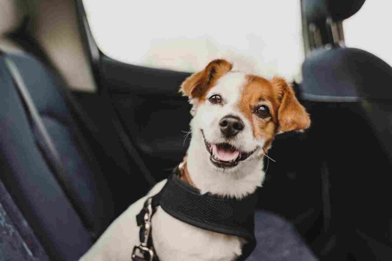 jack russel dog in a car wearing a safety harness and a seat belt