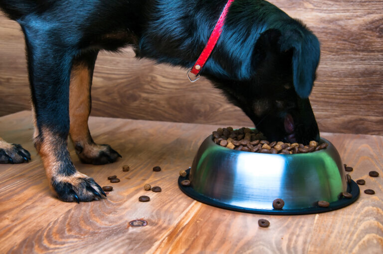 senior dog eating dry food from a bowl