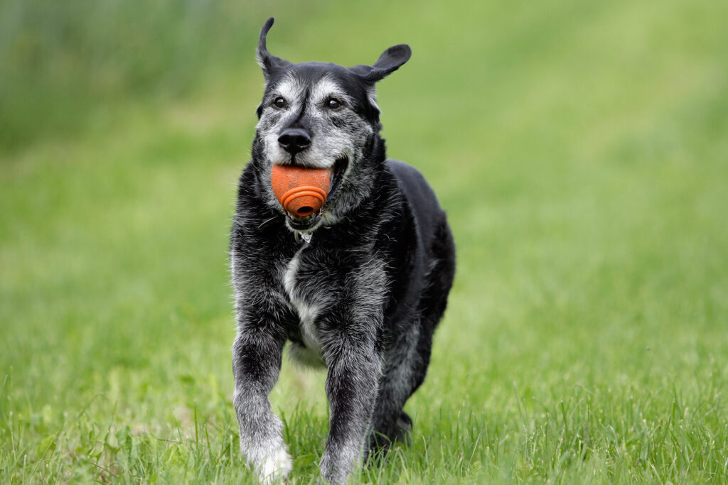 senior dog playing with a ball