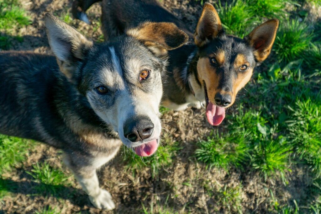 two alaskan huskies on the grass