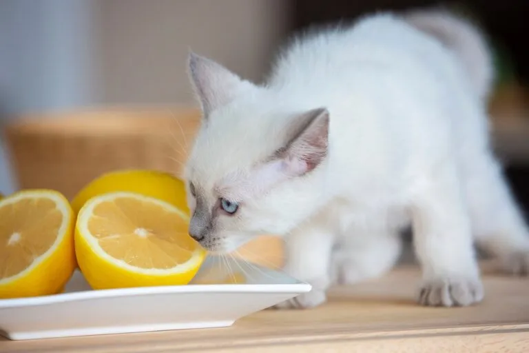 Cats do not like citrus scents