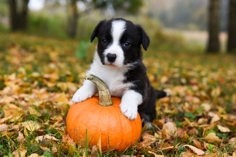 Cute Dog on Pumpkin outside during Autumn Season.