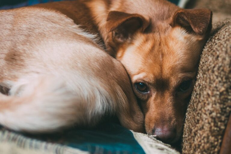 home cute brown dog is lying on the sofa curled up. expressive eyes. waiting for the hostess and sad depression in dogs