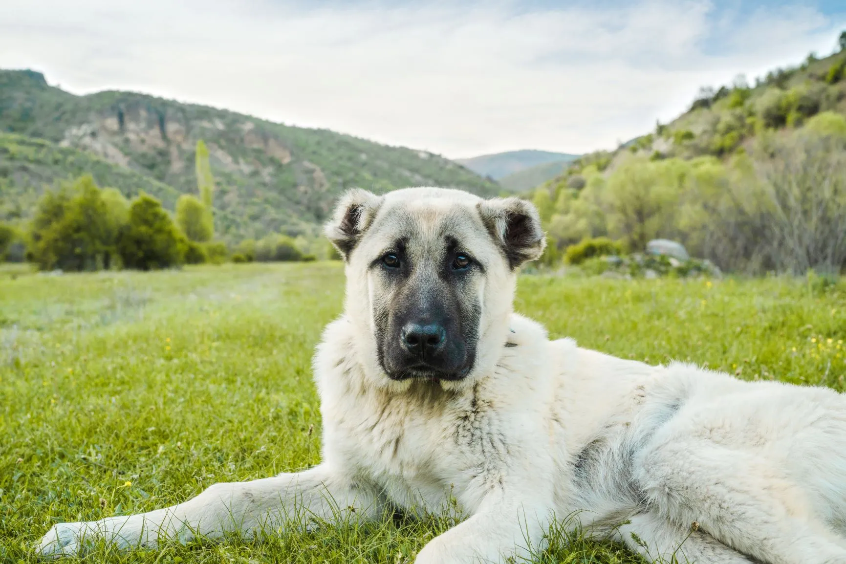 Big Kangal dog outside relaxing in a park