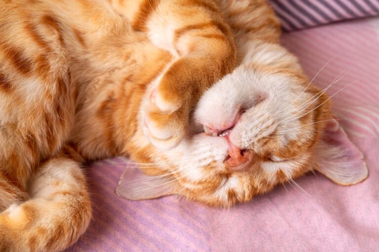 Adult ginger white cat sleeping sweetly with his head upside down. Domestic cat curled up and peacefully napping at home. Cat sleeps with its mouth slightly open close-up. Pet everyday life.