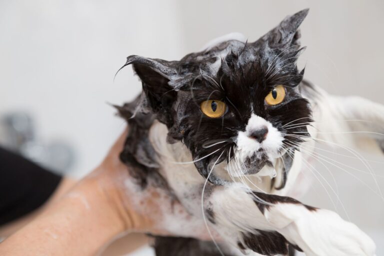 Bathing a cat