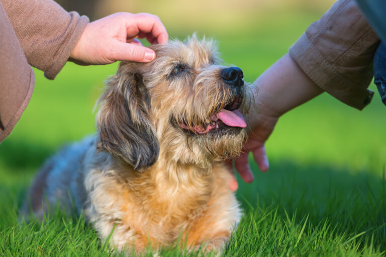 two women stroking a cute dog