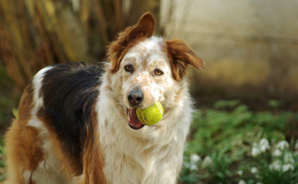 Senior Dog playing with a tennis ball Senior Dog playing with a tennis ball