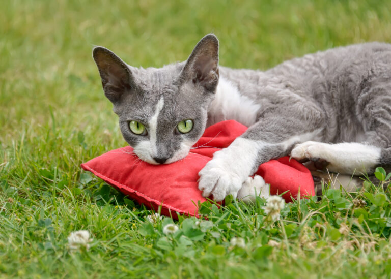 Devon Rex cat playing with a valerian cushion toy outside in a garden