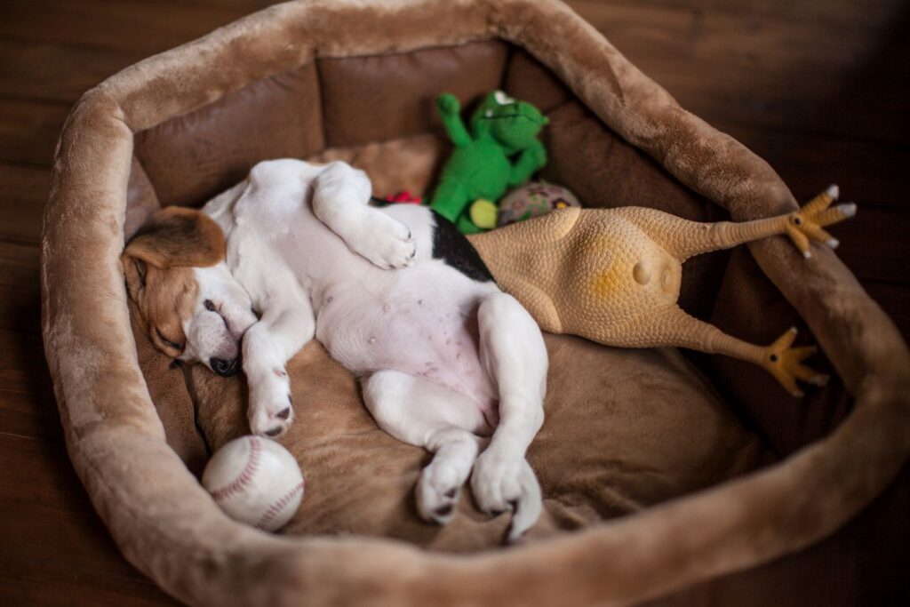 Beagle puppy sleeping in a dog bed with toys Beagle puppy sleeping in a dog bed with toys