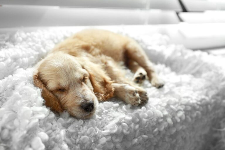 English cocker spaniel sleeping in a dog bed