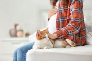 Pregnancy with a Cat