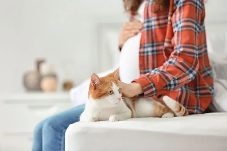 Pregnancy with a Cat