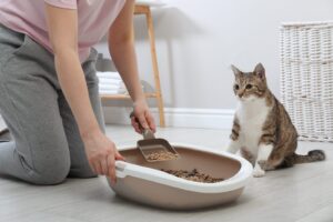 Cat Faeces: What Colour and Consistency Reveal