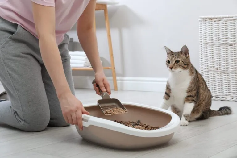 Cat faeces in the litter tray