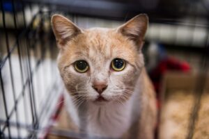 Can Cats Cry?