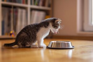 Kitten & Young Cat Nutrition: How to Feed Your Kitten Properly