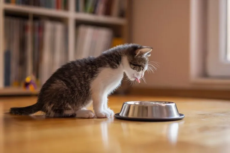 Kitten diet