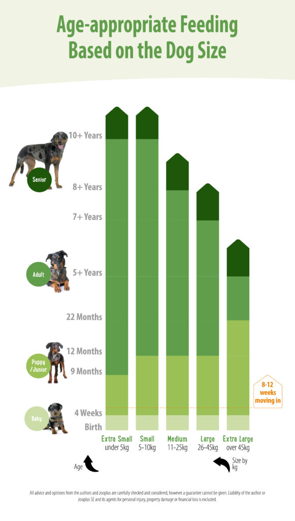 Age-appropriate Feeding Based on the Dog Size