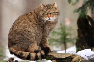 European Wildcat