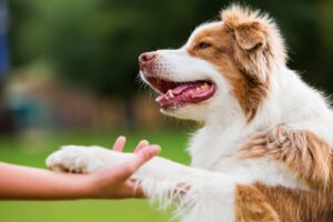 Dog’s Paw: Structure, Function and Care
