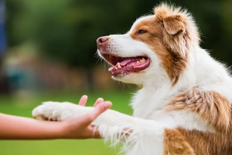 Dog's Paws