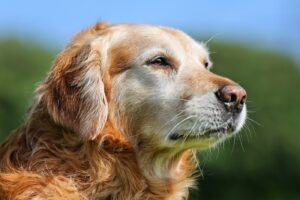 Converting Dog Years to Human Years: Table and Formula