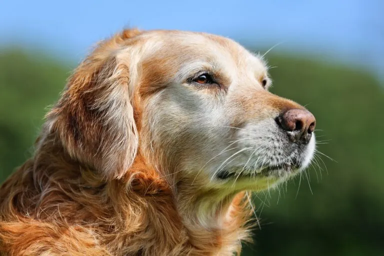 Dog Years in Human Years