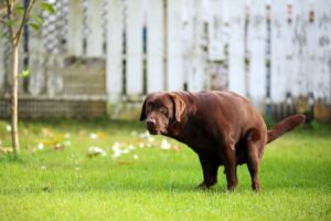 Dog Faeces: What Colour and Consistency Reveal
