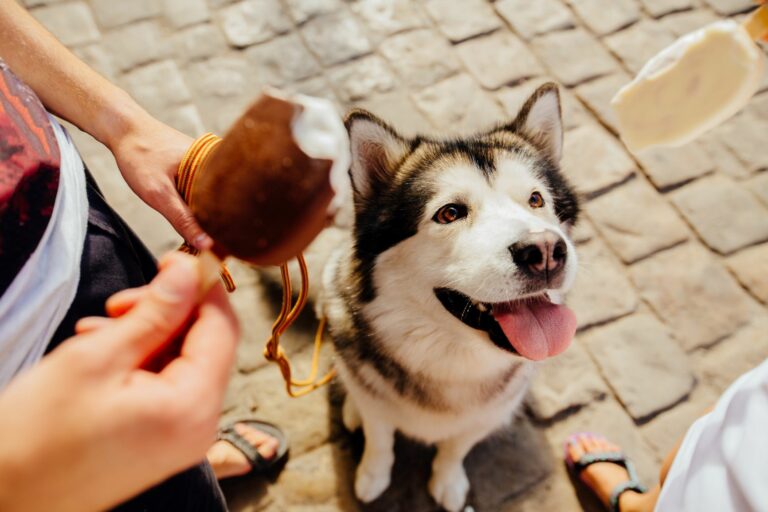 Husky dog looking at ice cream Husky dog looking at ice cream