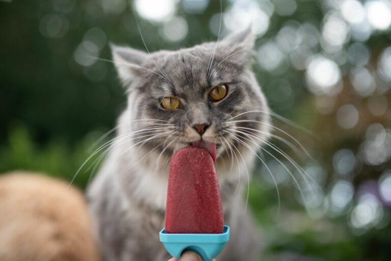 cat eating ice cream