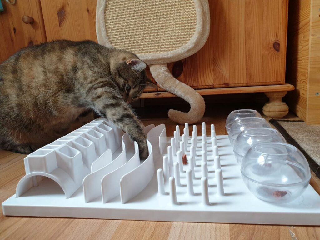 cat playing with an interactive cat toy cat playing with an interactive cat toy