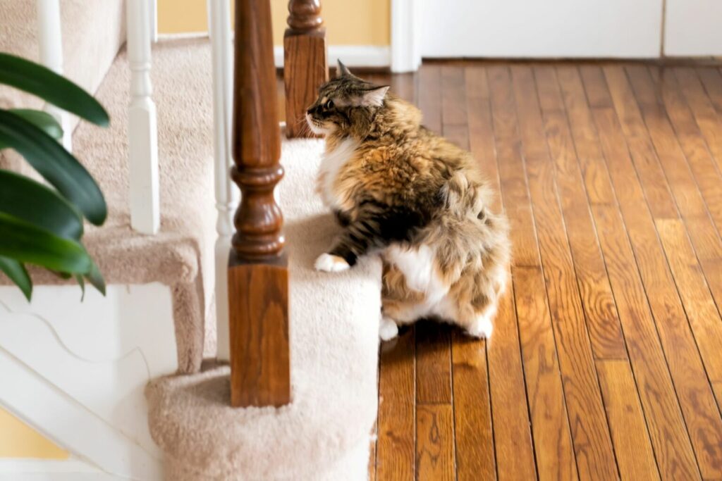 cat standing on the stairs cat standing on the stairs