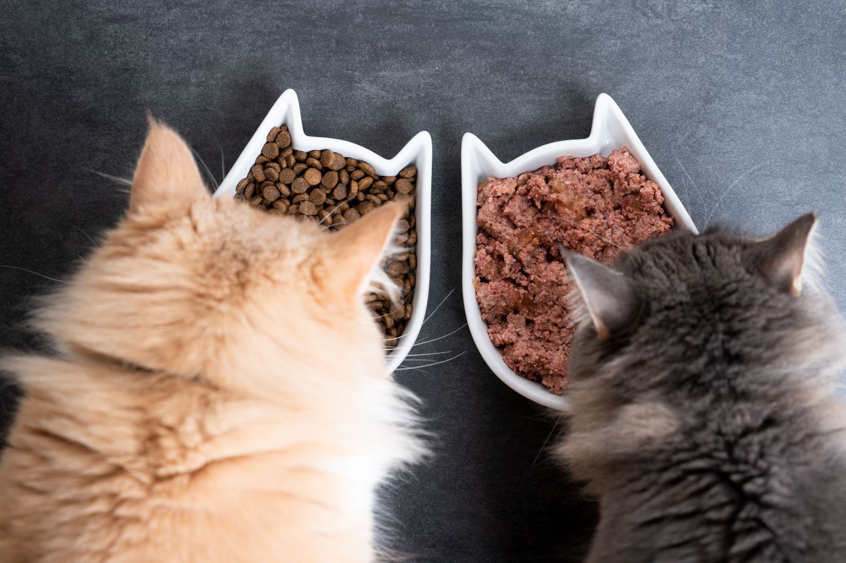 cats eating dry and wet cat food