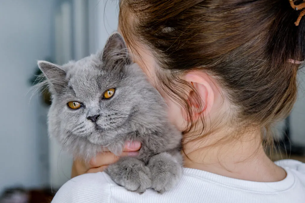 Possible Signs of Age-Related Weakness in Cats