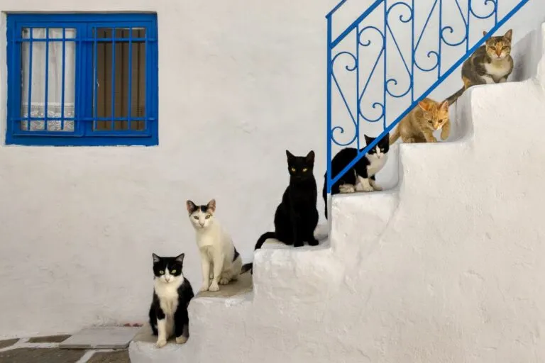 Stages of cat growth