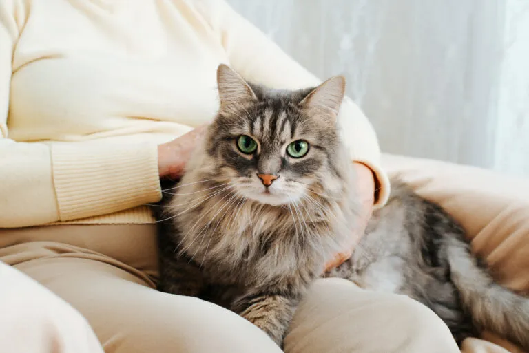 Cat sitter cuddles cat in care