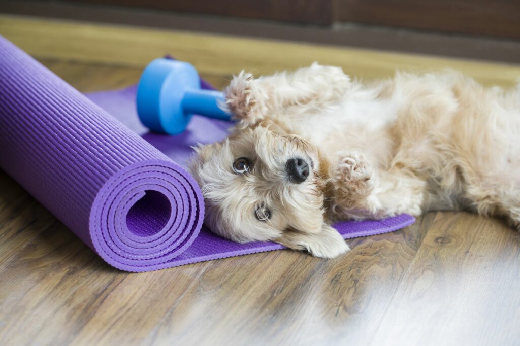 dog on a yoga mat
