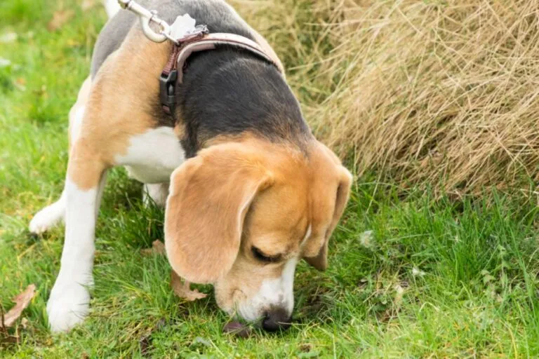 Dog Eats Faeces