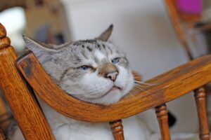 Senility in Cats: How To Recognise the Symptoms