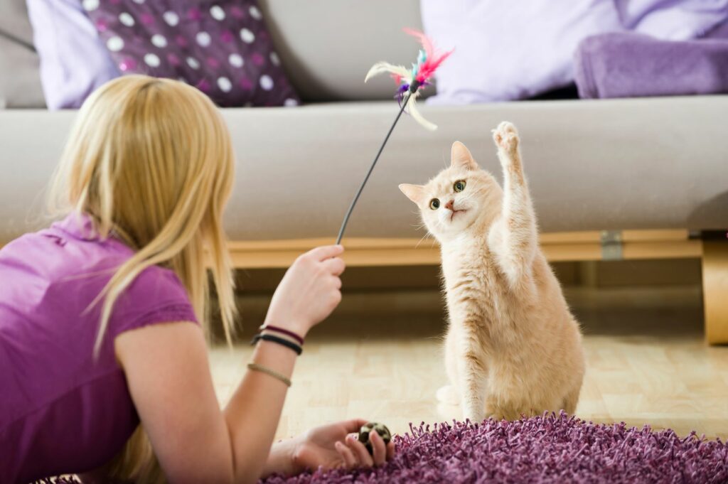 cat playing with a dangler toy