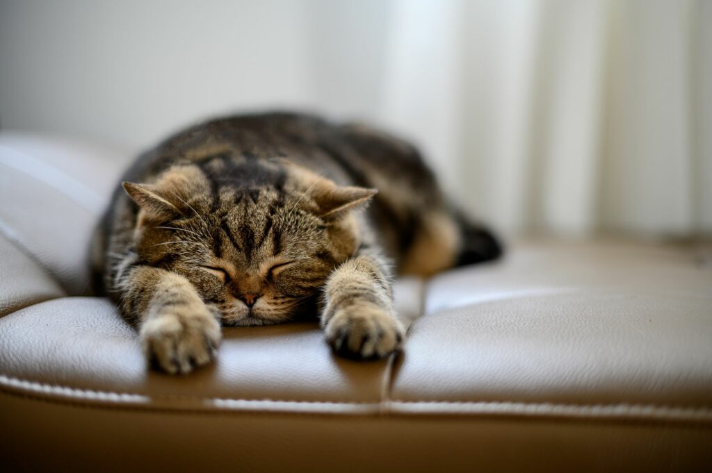 cat sleeping on a leather sofa