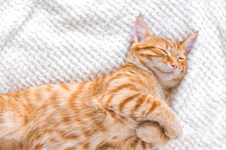 cat sleeping on a white blanket