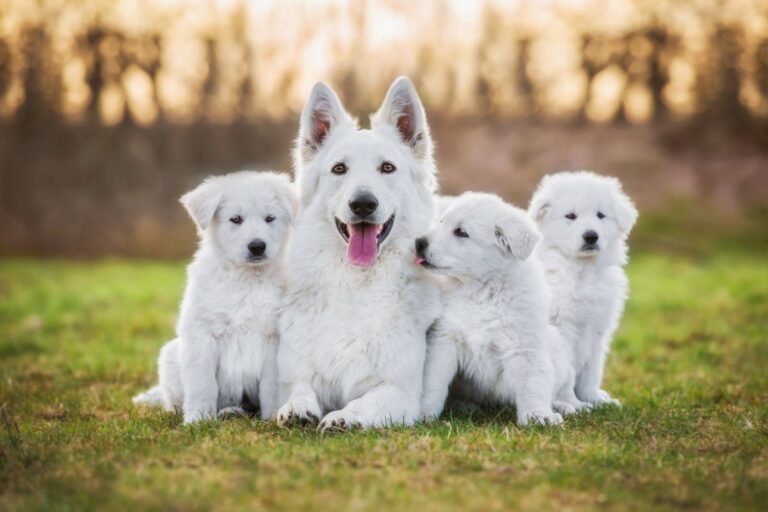 white swiss shepherd dog with its puppies