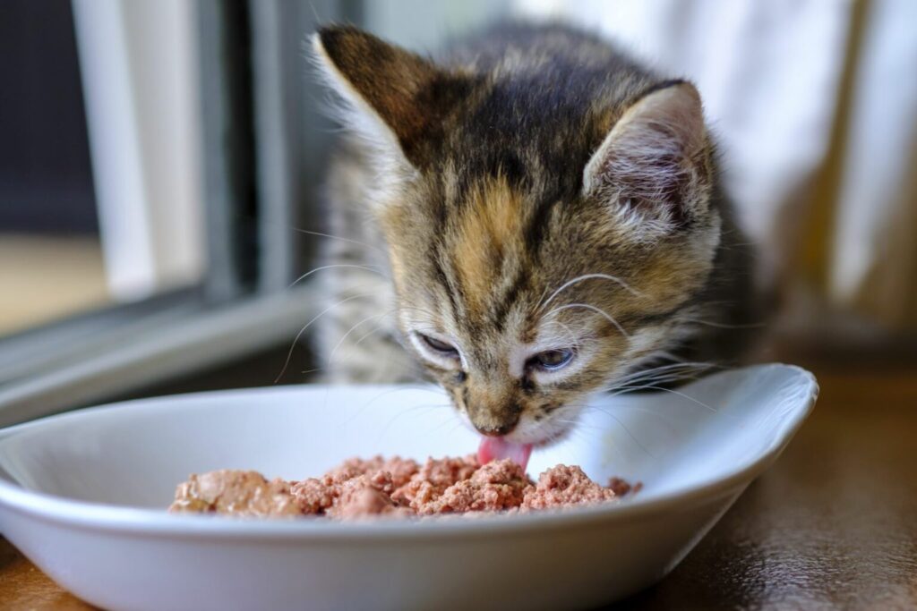 cat eating wet food from a white bowl