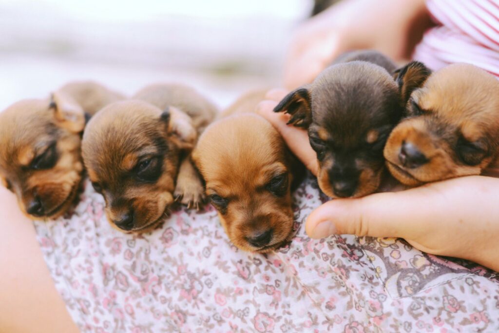 dachshund puppies