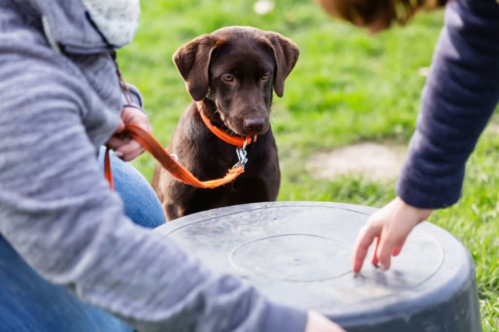 young labrador in training