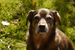 Wasp Sting in Dogs: What Should You Do?
