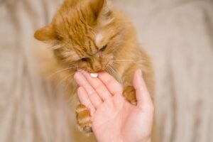 Pain Relief for Cats: What You Need to Know